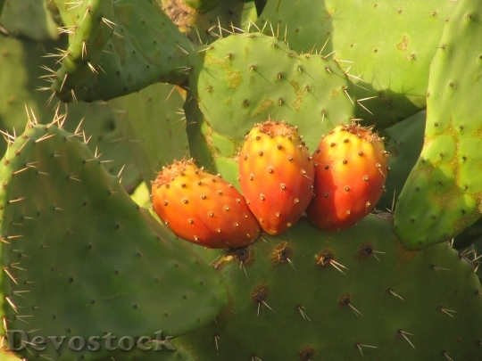 Devostock Prickly Pear Cactus Fruit 1