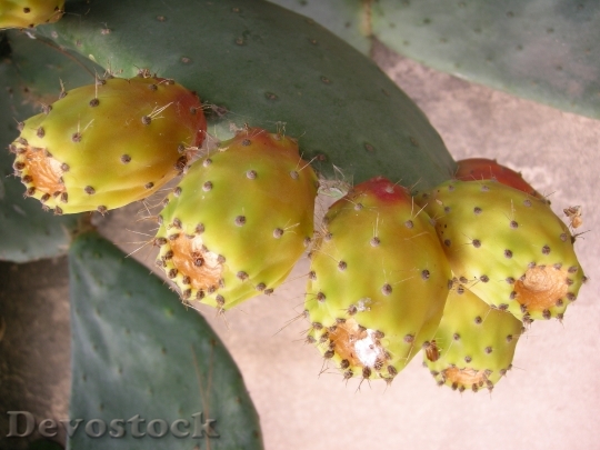 Devostock Prickly Pear Cactus Fruit 3