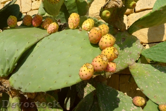 Devostock Prickly Pear Cactus Fruit 4