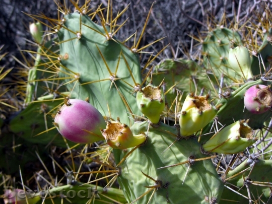 Devostock Prickly Pear Cactus Fruit