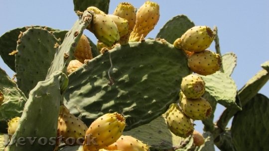 Devostock Prickly Pear Cactus Nature