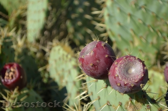 Devostock Prickly Pear Cactus Purple