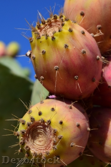 Devostock Prickly Pear Fruit Cactus 0