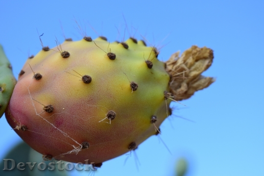 Devostock Prickly Pear Fruit Cactus 2