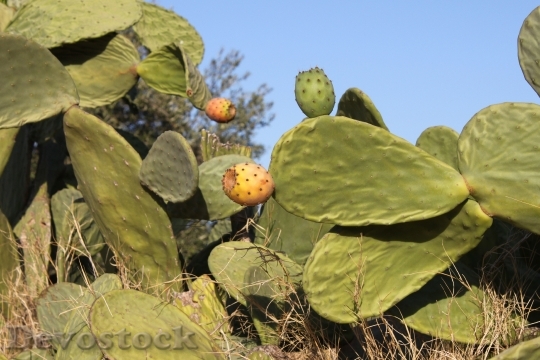 Devostock Prickly Pear Fruit Cactus