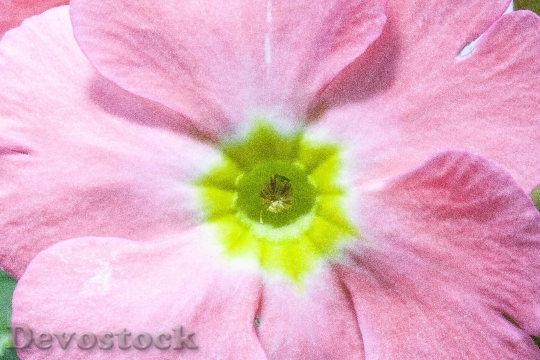 Devostock Primroses Primula Vulgaris Hybrid 5