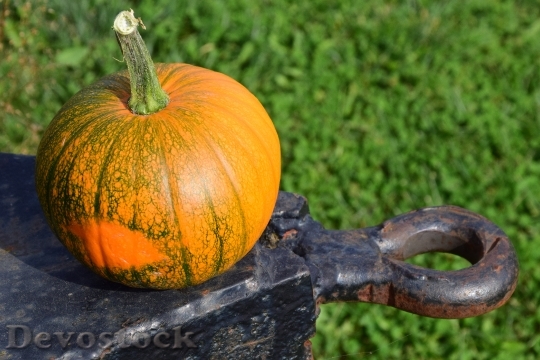Devostock Pumpkin Harvester Trailers Autumn