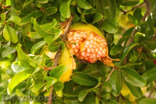 Devostock Punica Granatum Fruit Grenade