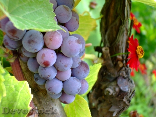 Devostock Purple Grape Grape Fruit