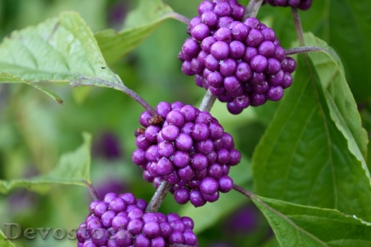 Devostock Purple Plant Beauty Berry