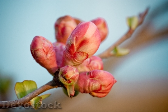 Devostock Quince Bud Branch Flower