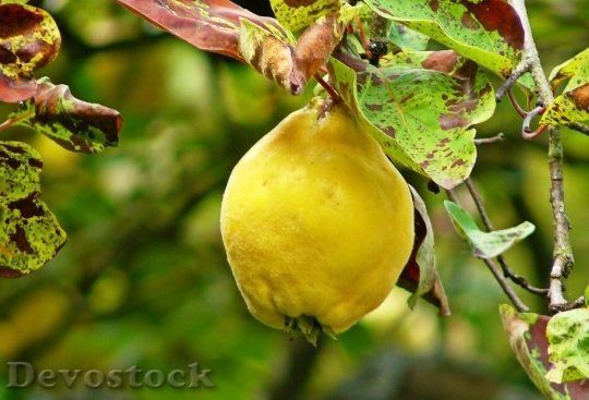Devostock Quince Fruit Pome Fruit 1