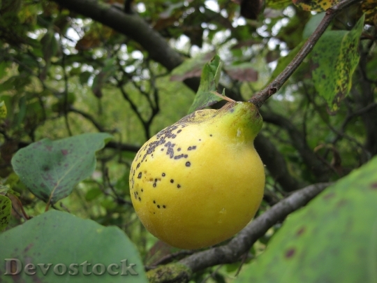 Devostock Quince Fruit Tree Yellow