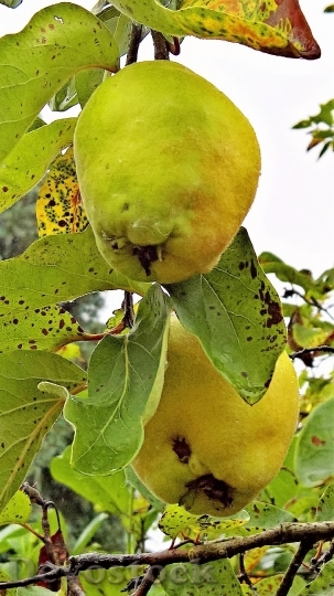 Devostock Quince Plant Kernobstgewaechs Fruit