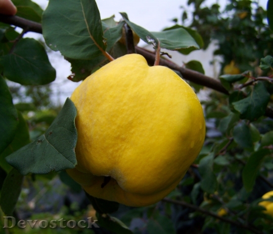Devostock Quince Yellow Fruit Mature