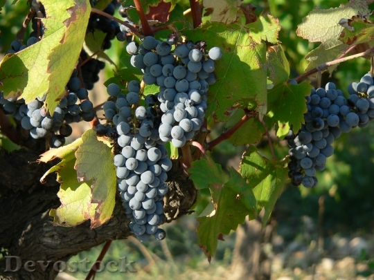 Devostock Raisin Grapes Fruit Wine