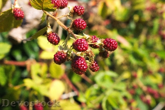 Devostock Raspberries Berries Fruit Food 0
