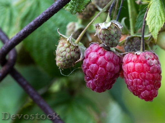 Devostock Raspberries Berries Fruits Fruit 1