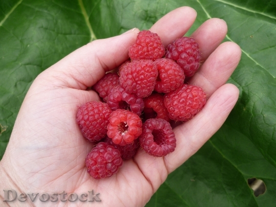 Devostock Raspberries Berries Red Fruits