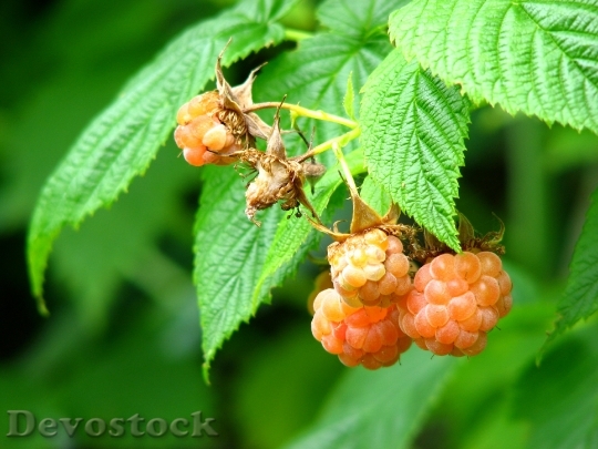 Devostock Raspberries Berry Fruits Bush