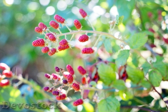 Devostock Raspberries Bush Red Summer 0