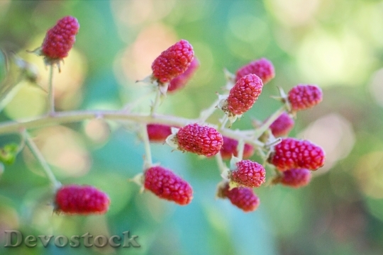 Devostock Raspberries Bush Red Summer