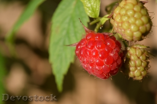 Devostock Raspberries Close Fruit Red
