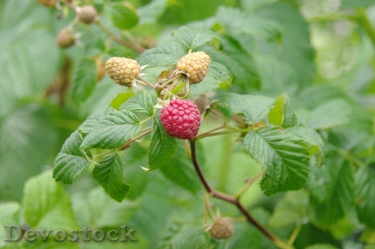 Devostock Raspberries Color Taste Garden