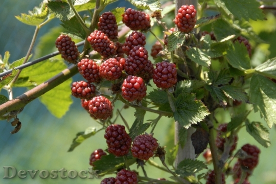 Devostock Raspberries Fruit Fruits 542910