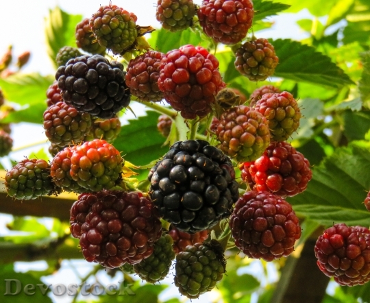 Devostock Raspberries Fruit Fruits Berries 0
