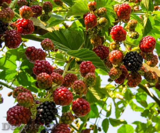 Devostock Raspberries Fruit Fruits Berries 1