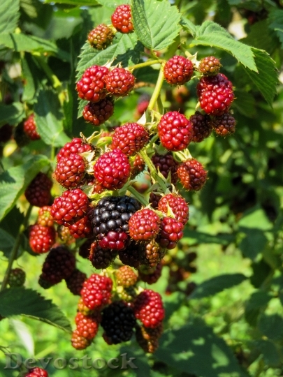 Devostock Raspberries Fruit Fruits Berries 2