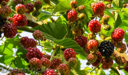 Devostock Raspberries Fruit Fruits Berries