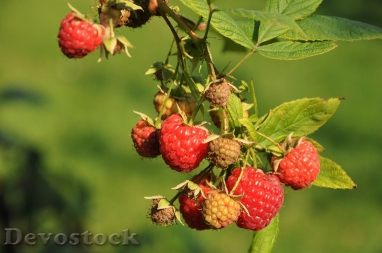 Devostock Raspberries Fruit Garden Mature