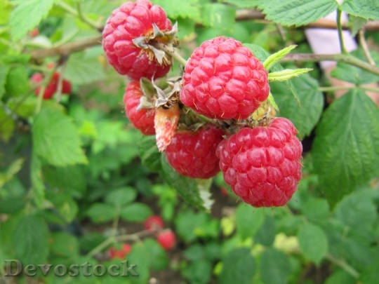 Devostock Raspberries Fruit Growing Ripening