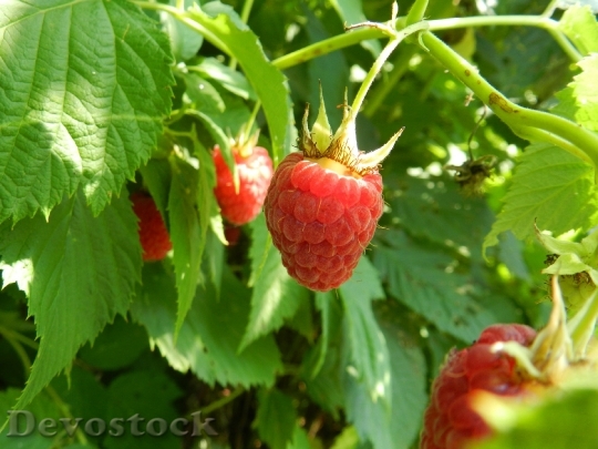 Devostock Raspberries Fruit Red Ripe