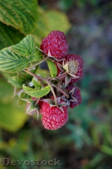 Devostock Raspberries Fruit Summer Weather