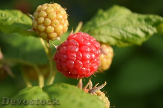 Devostock Raspberries Garden Fruit Berries