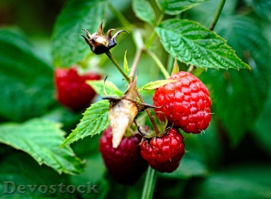 Devostock Raspberries Garden Plant Lean