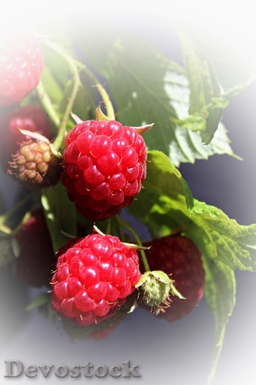 Devostock Raspberries Garden Soft Fruit