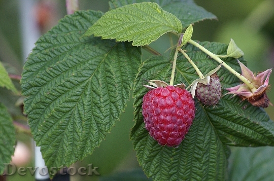 Devostock Raspberries Mature Fruit Malin