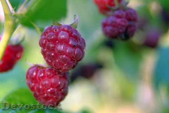 Devostock Raspberries Red Fruit Sweet 0