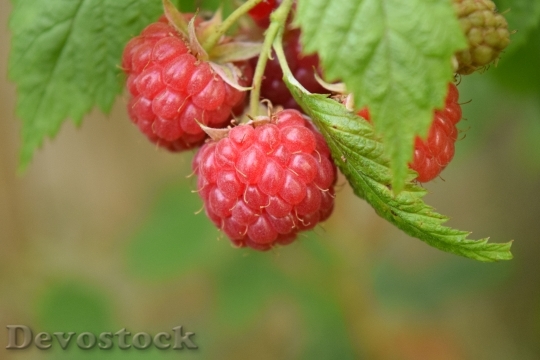 Devostock Raspberries Red Fruits Berries