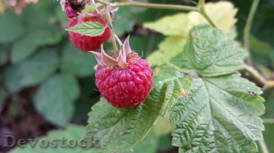 Devostock Raspberries Vine Fruit Ripe