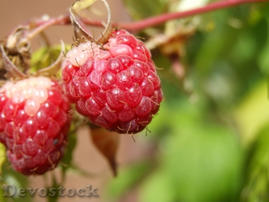 Devostock Raspberry Agriculture Fruit Natural