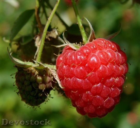 Devostock Raspberry Berry Fruit Red 0
