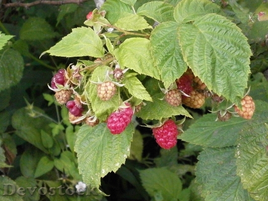 Devostock Raspberry Berry Rubus Fruit