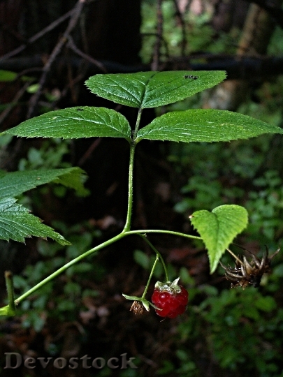 Devostock Raspberry Forest Fetus 112149