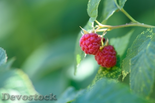 Devostock Raspberry Garden Garden Fruit