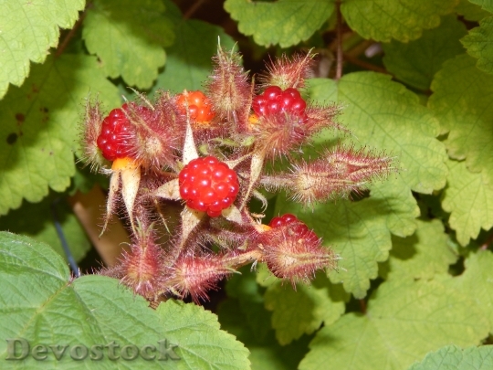 Devostock Raspberry Japanese Raspberries 1274849